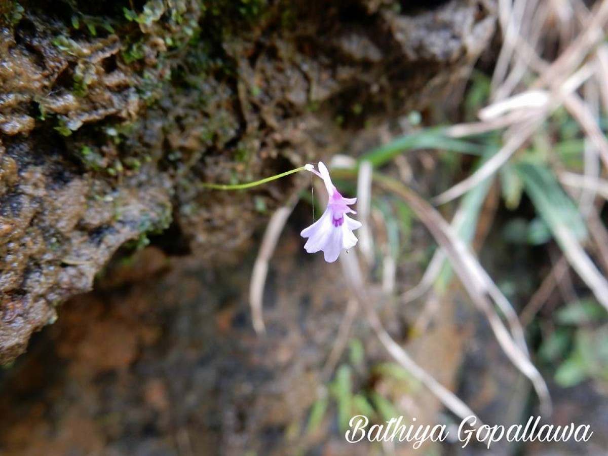 Utricularia moniliformis P.Taylor